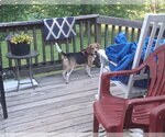 Small #3 Beagle
