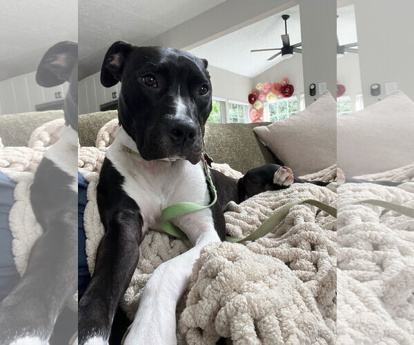 Medium Photo #8 Mutt Puppy For Sale in Alexandria, VA, USA