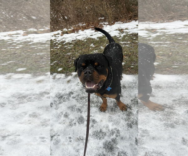 Medium Photo #3 Rottweiler Puppy For Sale in Landenberg, PA, USA
