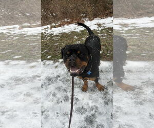 Reign Beau Bear - Male Rottweiler Dog for Adoption - Photo #3
