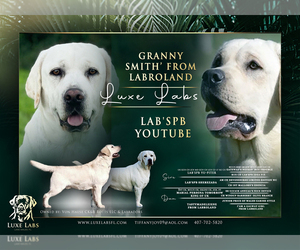 Labrador Retriever Puppy for sale in LAKE WALES, FL, USA