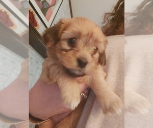 Havanese Puppy for sale in LEBANON, TN, USA