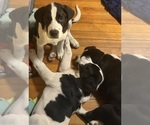 Small Photo #58 Cane Corso-Saint Bernard Mix Puppy For Sale in WORCESTER, MA, USA