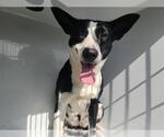 Small Staffordshire Bull Terrier Mix