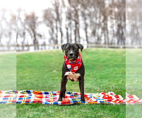 Medium Photo #10 Labrador Retriever-Unknown Mix Puppy For Sale in Unionville, PA, USA