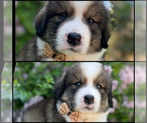 Great Bernese Puppy for Sale in OVERLAND, Kansas USA