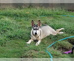 Small #4 Siberian Husky Mix