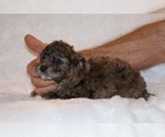 Small #12 Poodle (Toy)