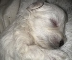 Puppy Mikey Schnauzer (Miniature)