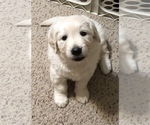Small Photo #7 Golden Retriever Puppy For Sale in PEORIA, AZ, USA