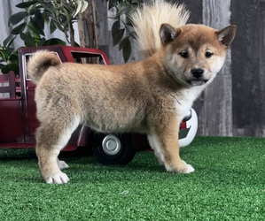 Shiba Inu Puppy for sale in CANOGA, NY, USA