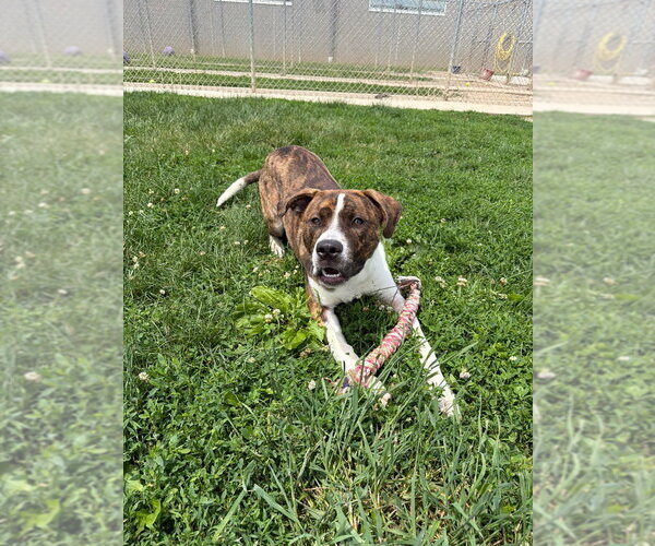 Medium Photo #2 American Staffordshire Terrier Puppy For Sale in Pierceton , IN, USA