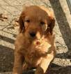 Small Photo #4 Goldendoodle Puppy For Sale in LOUISVILLE, KY, USA