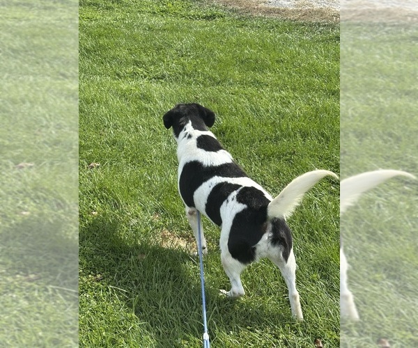 Medium Photo #5 Beagle-German Shepherd Dog Mix Puppy For Sale in ELLENVILLE, NY, USA