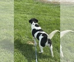 Morgan the cow - Male Beagle-German Shepherd Dog Mix Dog for Adoption - Photo #5