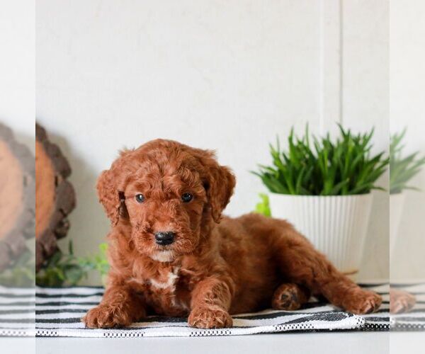 Medium Photo #5 Goldendoodle (Miniature) Puppy For Sale in LITITZ, PA, USA