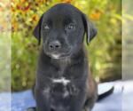 Small #1 Catahoula Leopard Dog-Labrador Retriever Mix