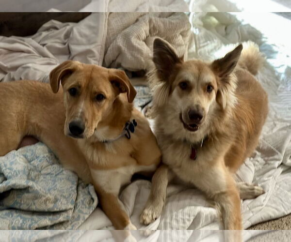 Medium Photo #7 Mutt Puppy For Sale in Rockaway, NJ, USA