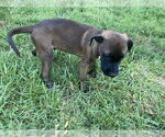 Small #4 Labrador Retriever Mix