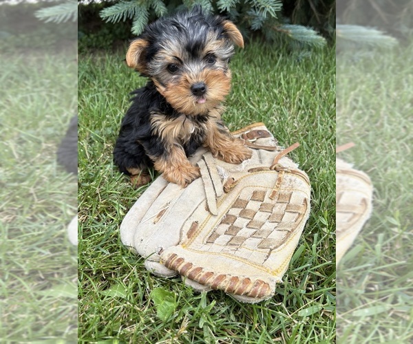 Medium Photo #4 Yorkshire Terrier Puppy For Sale in MIDDLEBURY, IN, USA
