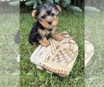 Small #3 Yorkshire Terrier