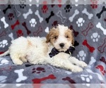 Small Cavapoo (Miniature)
