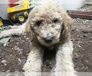 Labradoodle Puppy for sale in BELLEVUE, WA, USA