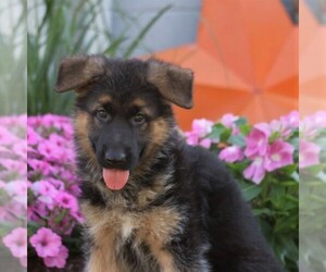 German Shepherd Dog Puppy for sale in LANCASTER, PA, USA