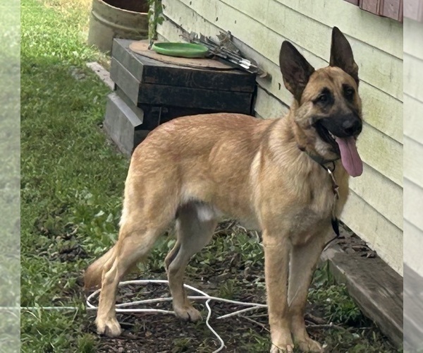Medium Photo #2 German Shepherd Dog Puppy For Sale in JAY, OK, USA