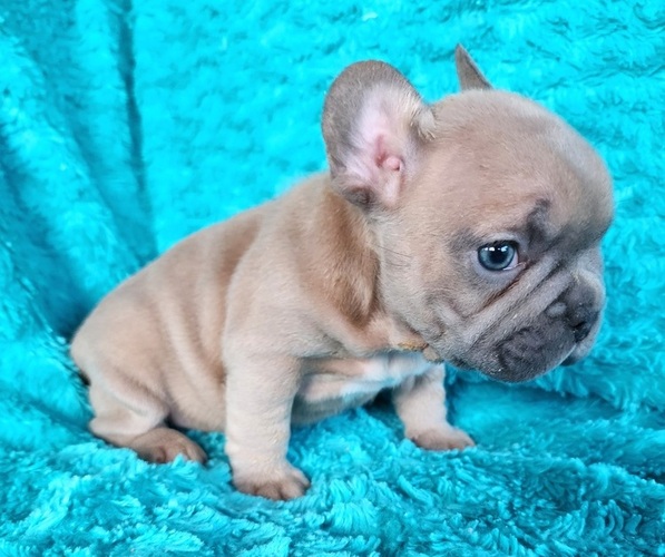 Medium Photo #1 French Bulldog Puppy For Sale in LAS VEGAS, NV, USA