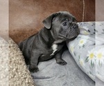 Small #2 French Bulldog