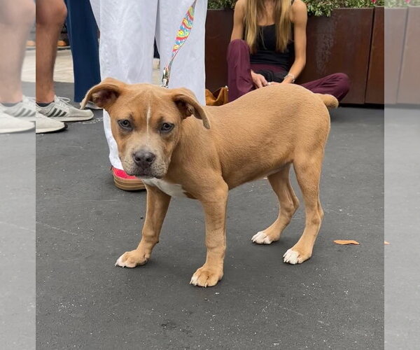 Medium Photo #28 American Pit Bull Terrier-Unknown Mix Puppy For Sale in Milton, FL, USA