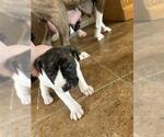 Small #1 American Staffordshire Terrier Mix