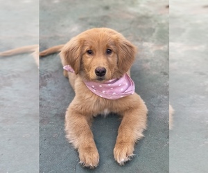 Golden Retriever Puppy for sale in LOS ANGELES, CA, USA