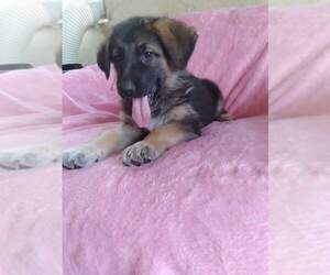 German Shepherd Dog-Great Pyrenees Mix Puppy for sale in YUCCA VALLEY, CA, USA