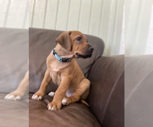 Medium Photo #9 Rhodesian Ridgeback Puppy For Sale in KELLER, TX, USA