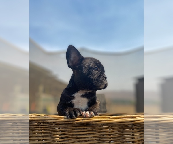 Medium Photo #6 French Bulldog Puppy For Sale in PORTERVILLE, CA, USA
