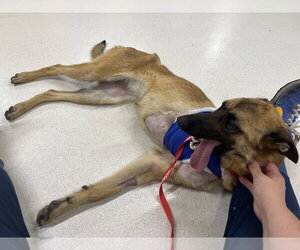 Lucca (FKA Gracie Lou) - PA - Female Mutt Dog for Adoption - Photo #4