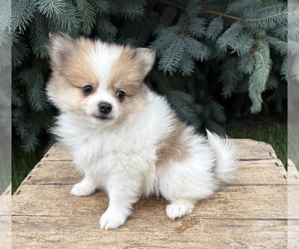 Medium Photo #1 Pomeranian Puppy For Sale in MIDDLEBURY, IN, USA