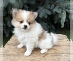 Image preview for Ad Listing. Nickname: Knox
