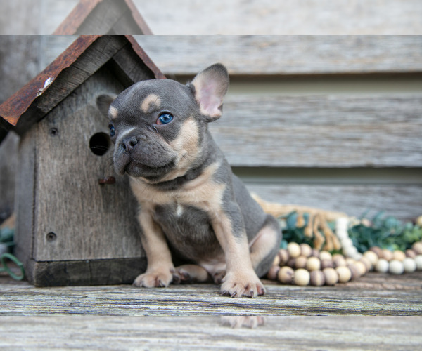 Medium Photo #18 French Bulldog Puppy For Sale in BALTIC, OH, USA