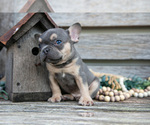 Small Photo #18 French Bulldog Puppy For Sale in BALTIC, OH, USA