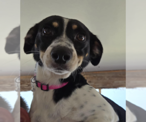 Mutt Dogs for adoption in Cranston, RI, USA