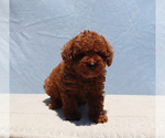 Small #3 Poodle (Toy)