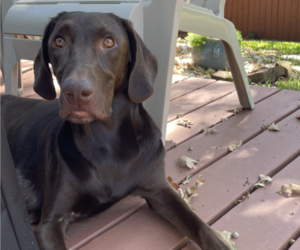 Mother of the Labrador Retriever puppies born on 09/24/2025
