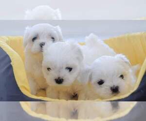 Maltese Litter for sale in SAN DIEGO, CA, USA