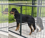 Small #2 German Shepherd Dog