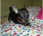 Small Photo #4 Chihuahua Puppy For Sale in PATERSON, NJ, USA