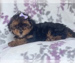 Small Photo #12 Poovanese Puppy For Sale in LAKELAND, FL, USA