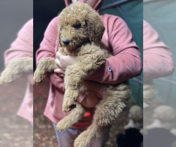 Medium Photo #13 Poodle (Standard) Puppy For Sale in WILSONVILLE, OR, USA
